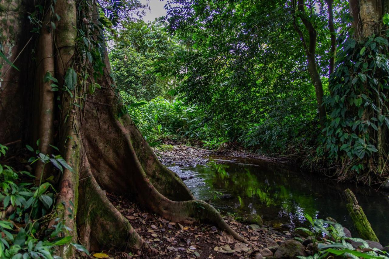 Noah'S Forest Hotel By Tifakara La Fortuna Εξωτερικό φωτογραφία